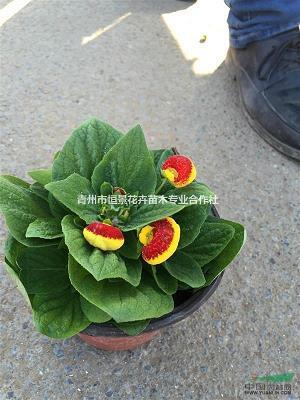 正襟危坐