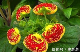 根深蔕固