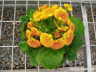 花香鸟语