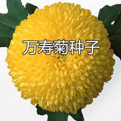 挑三豁四