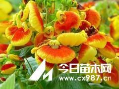 鞠为茂草