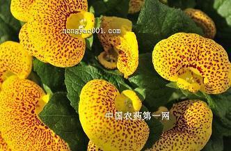 物极将返