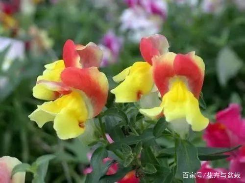 降心相从