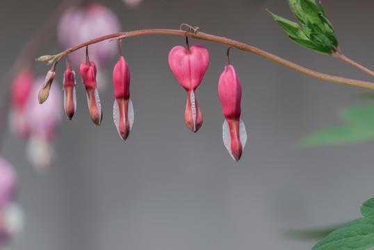雨僝风僽