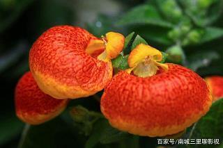 一鼻子灰
