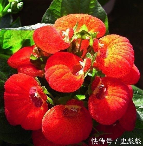 抵掌谈兵