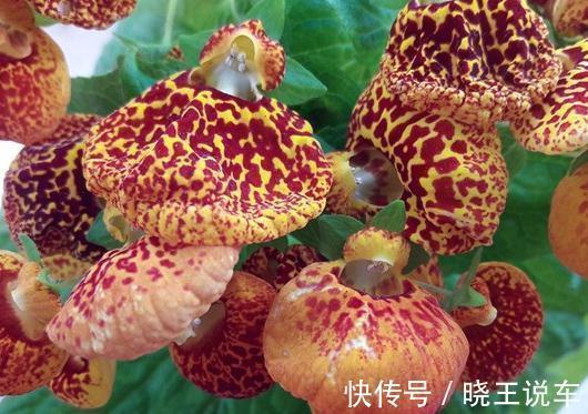 流言飞文