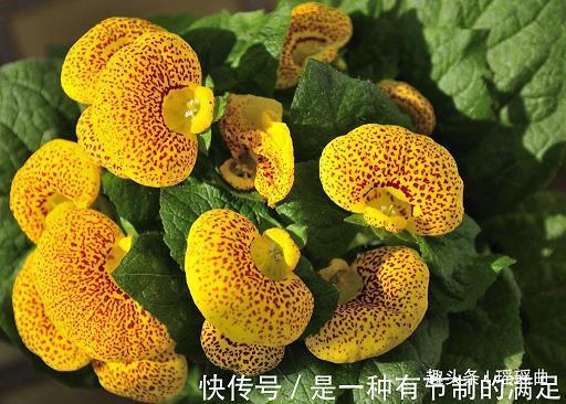 满腔热血
