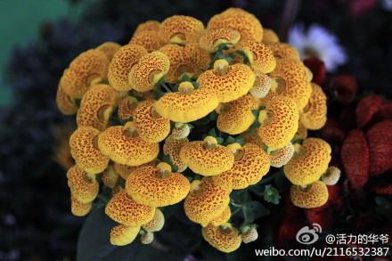 上梁不正下梁歪