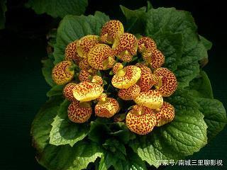 规行矩步