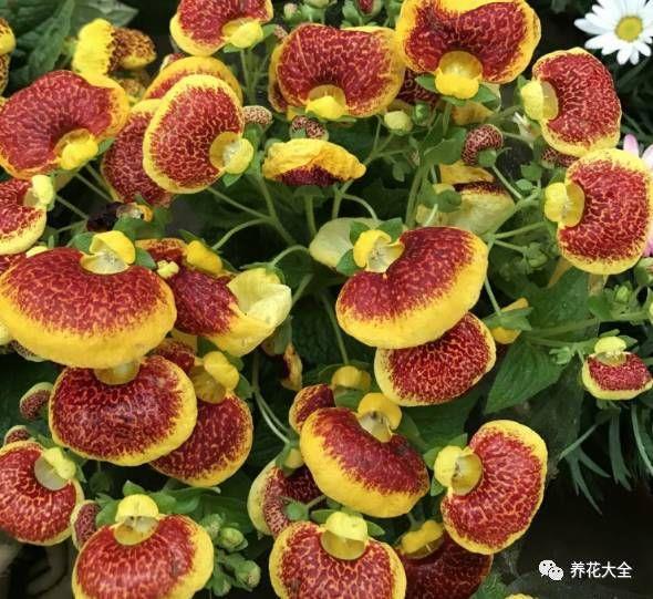 众毛飞骨
