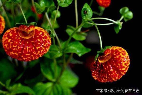 澄江如练