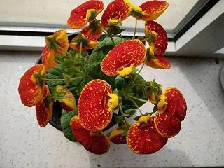 夏虫不可语冰