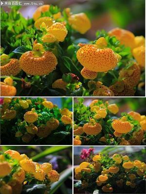春花秋月