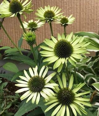 闭明塞聪
