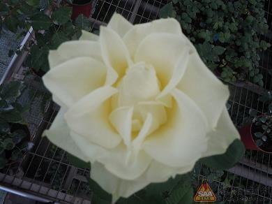锦绣肝肠