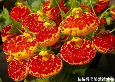 燎如观火