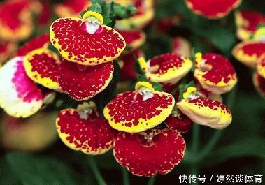 老骥伏枥，志在千里