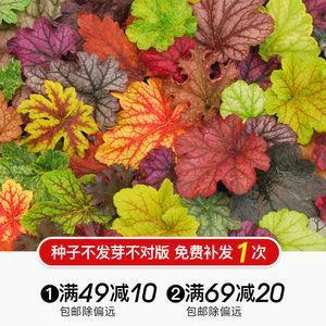 广庭大众
