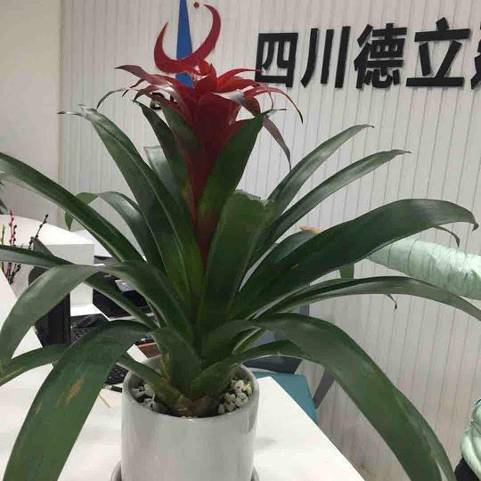 石室金鐀