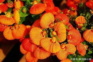 春天的句子摘抄