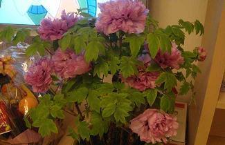 赞美小草生命力的句子