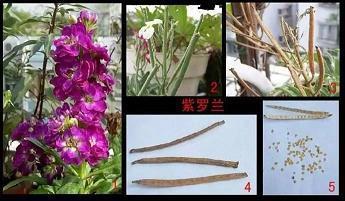 锃光瓦亮