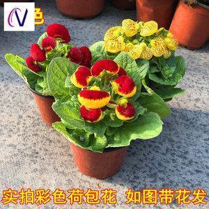 蜂拥而起