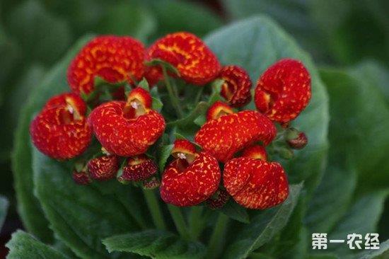 雕虫小技