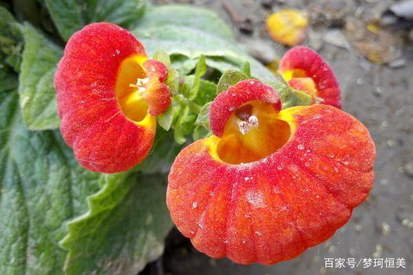 目食耳视