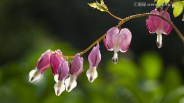 莫敢仰视