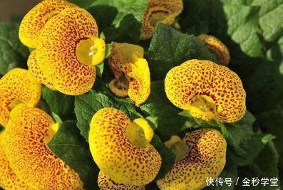 舍近即远