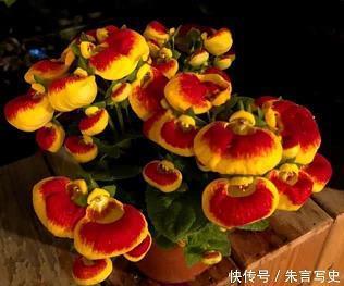 一条龙
