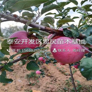 萍踪浪影