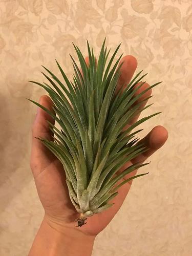 凤毛济美