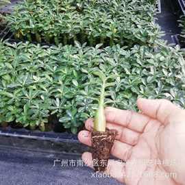 求贤如渴