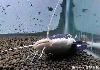 势如水火