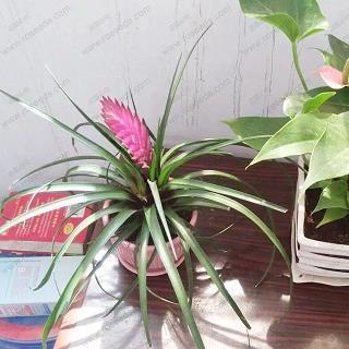 海子的名言