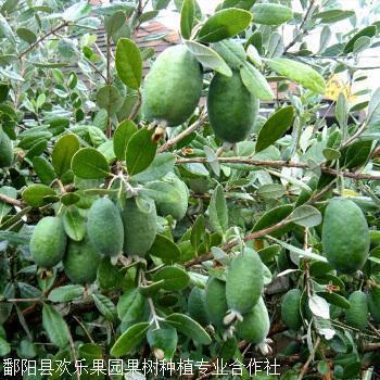 以紫为朱