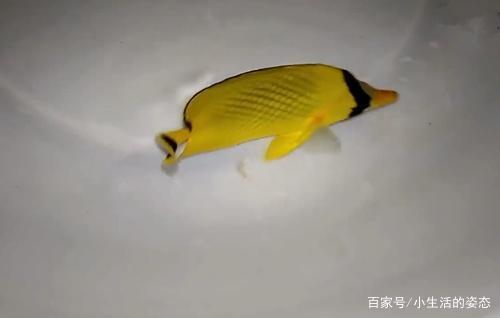 逾淮之橘