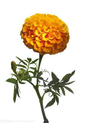 披红戴花