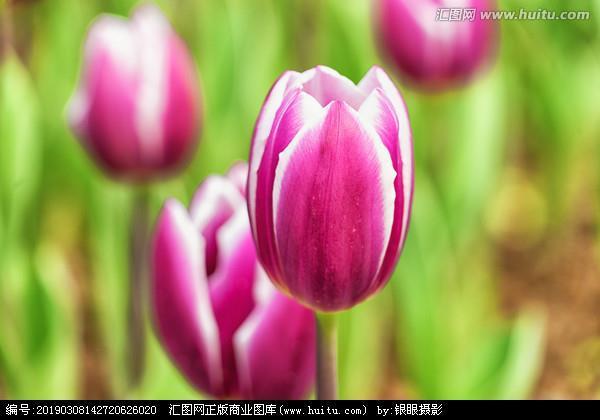 贤贤易色