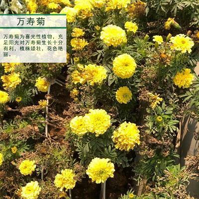 临危不顾