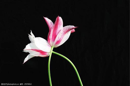 花花绿绿