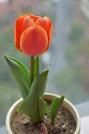 花无百日红