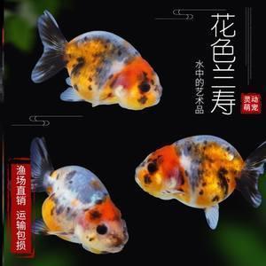 高中老师评语一句话