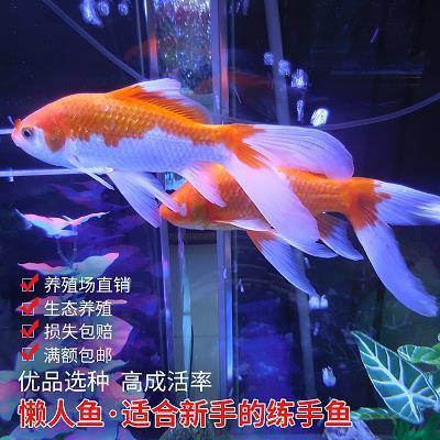 闲话休提，书归正传