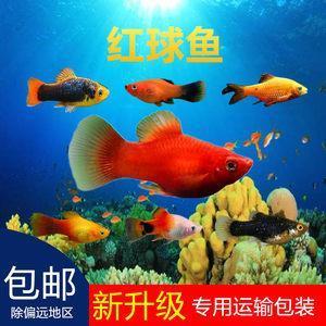 没心没绪
