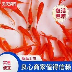 日转千街