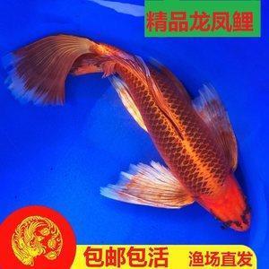噎噎咽咽